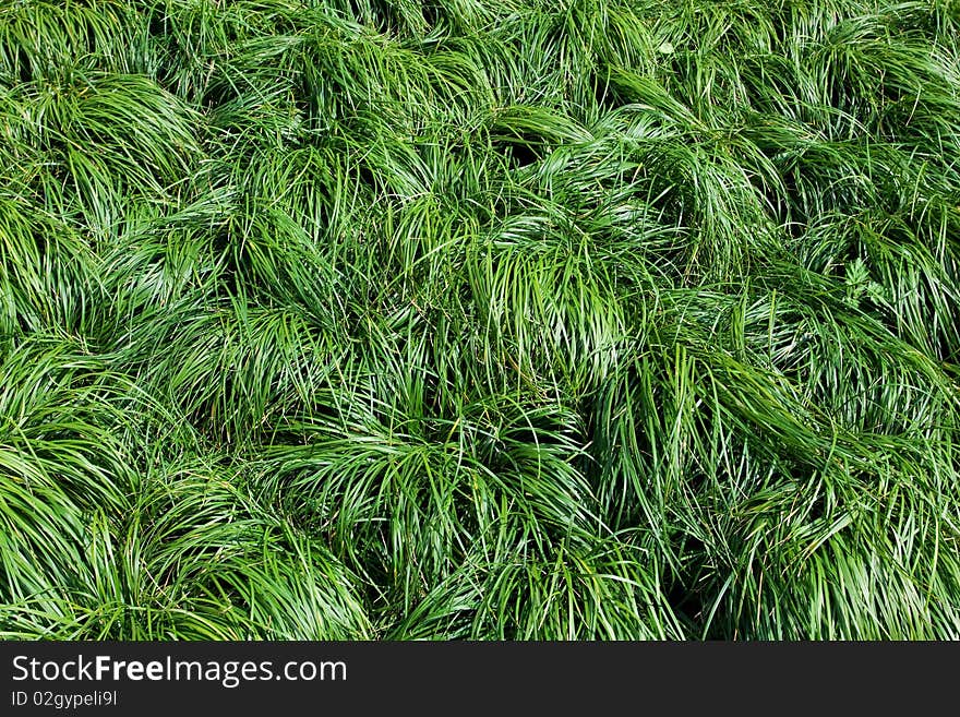 Field of fresh green grass. Field of fresh green grass.