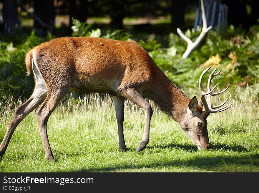 Royal stag grazing on grass in forest. Royal stag grazing on grass in forest