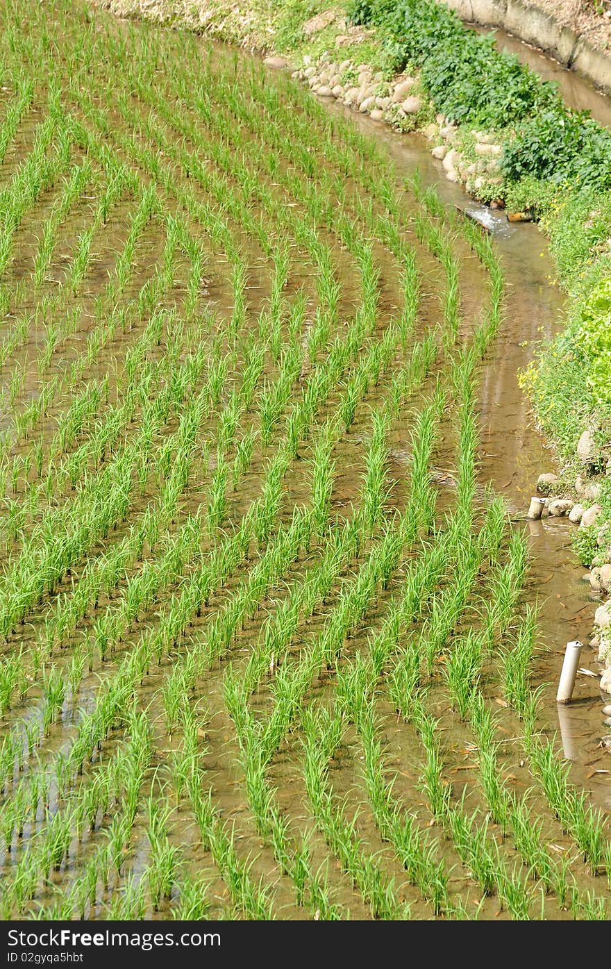 Rice field