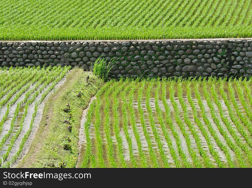 Rice field