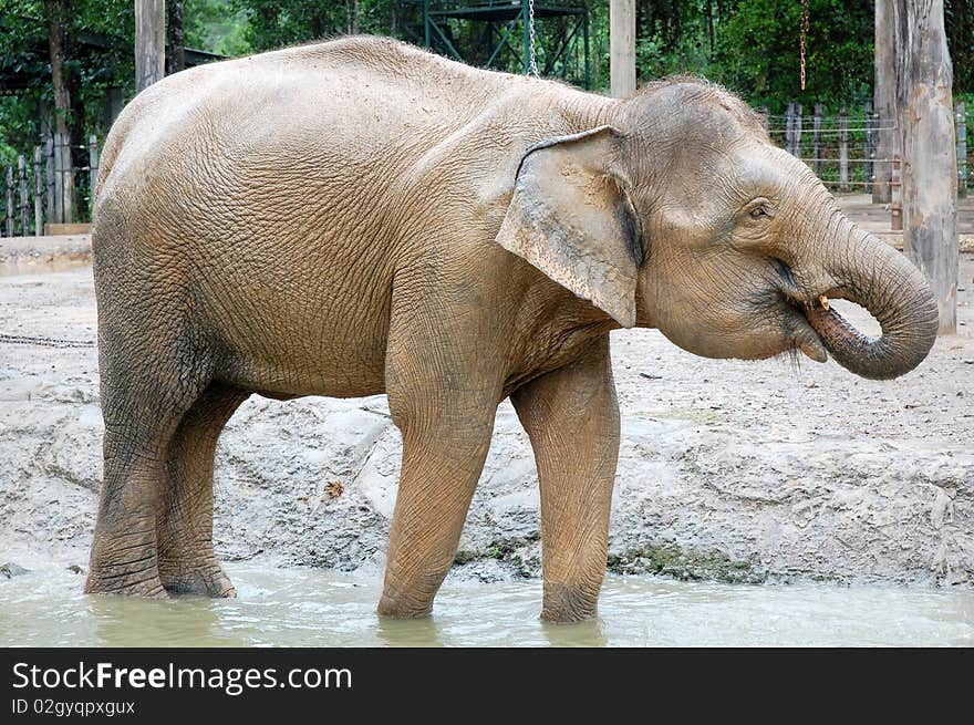 A big elephant eating at the pond