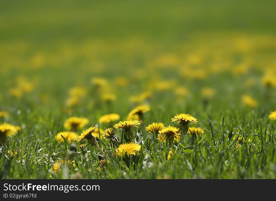 Close up shot of Dandelions on the lawn in spring time