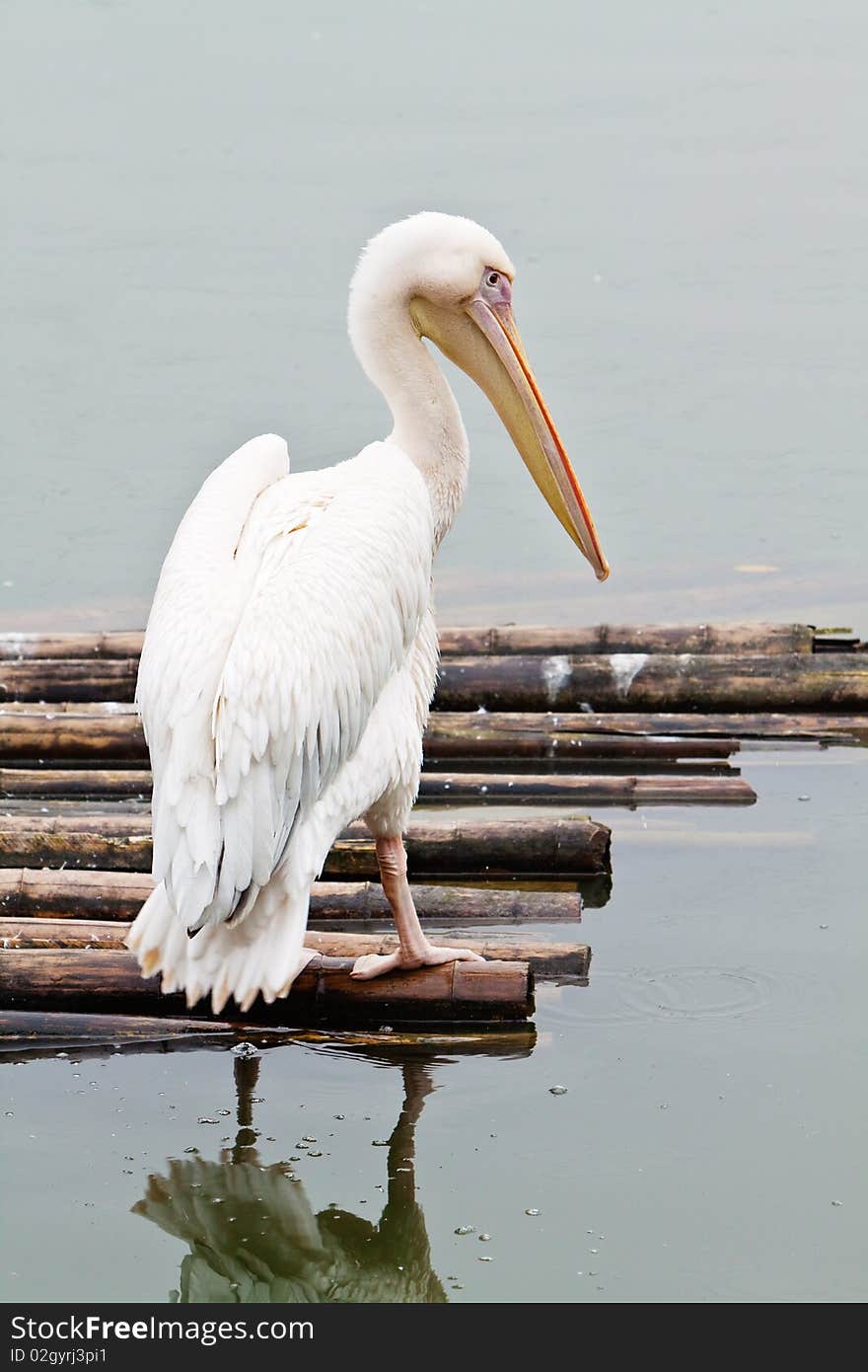 A Pelican Stand On A Bamboo Raft