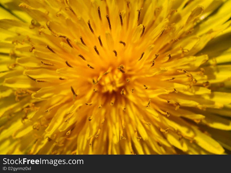 Yellow flower background