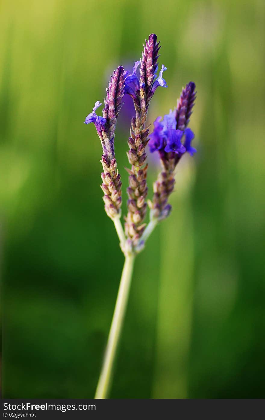 Purple flowers in the garden. Purple flowers in the garden