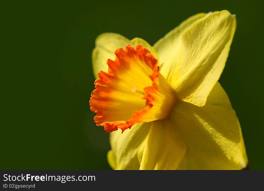 Yellow Daffodil flower