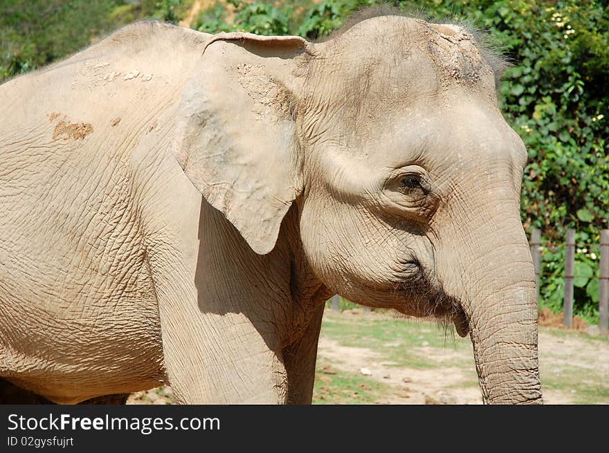 Close up of elephant in the park