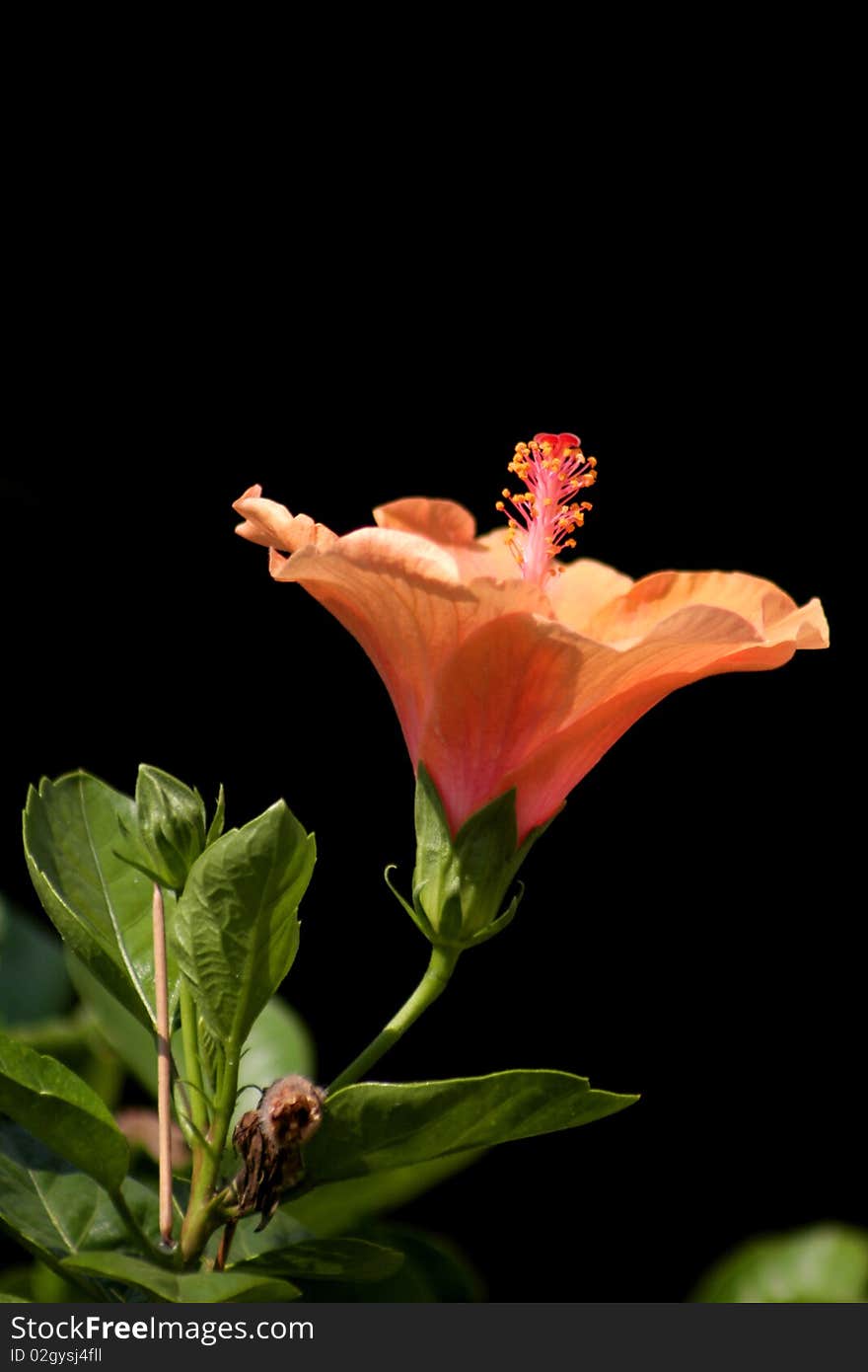 Close up shot of Hibiscus flower against black background