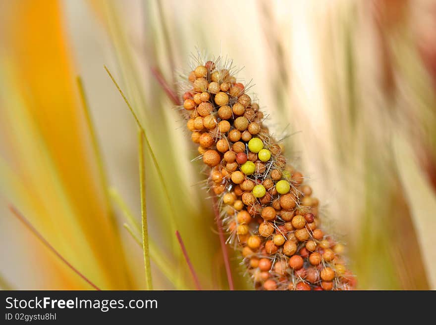 Extreme close up shot of food grains