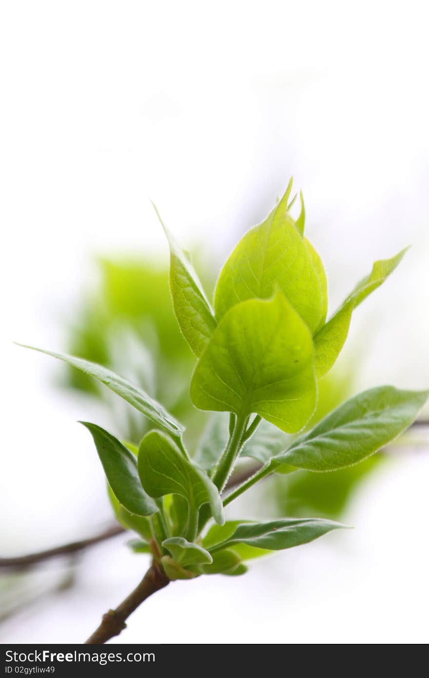 Fresh green leaves isolated on white background. Fresh green leaves isolated on white background