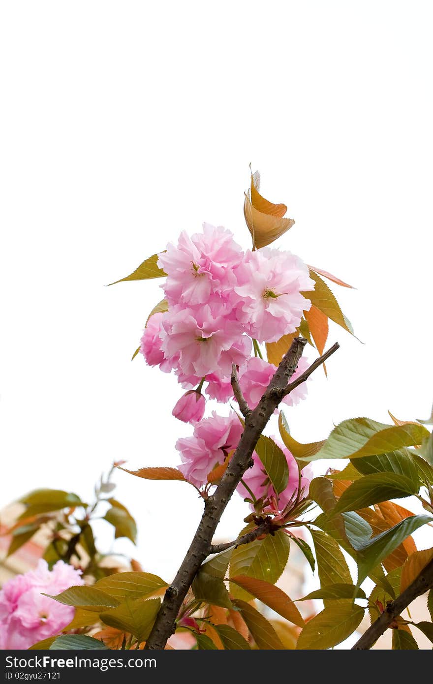 Spring time: pink cherry blossoms.