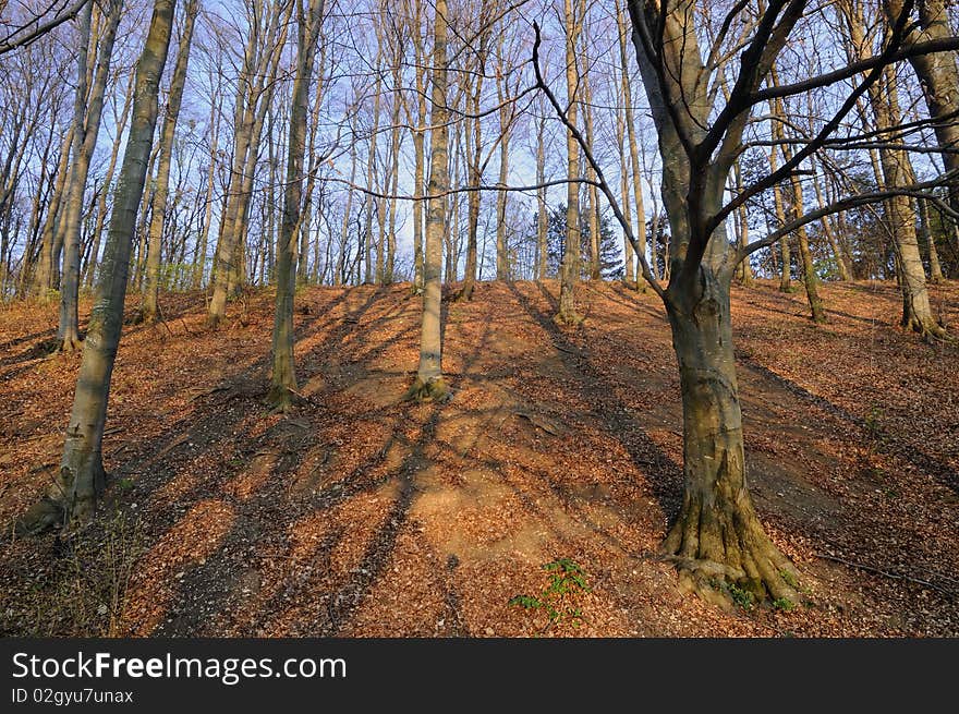 Red Forest On The Hill