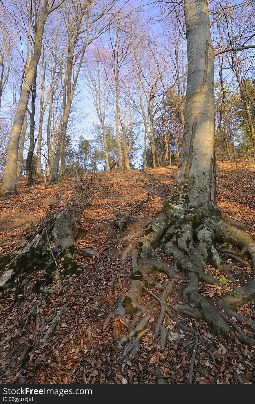 Red Forest