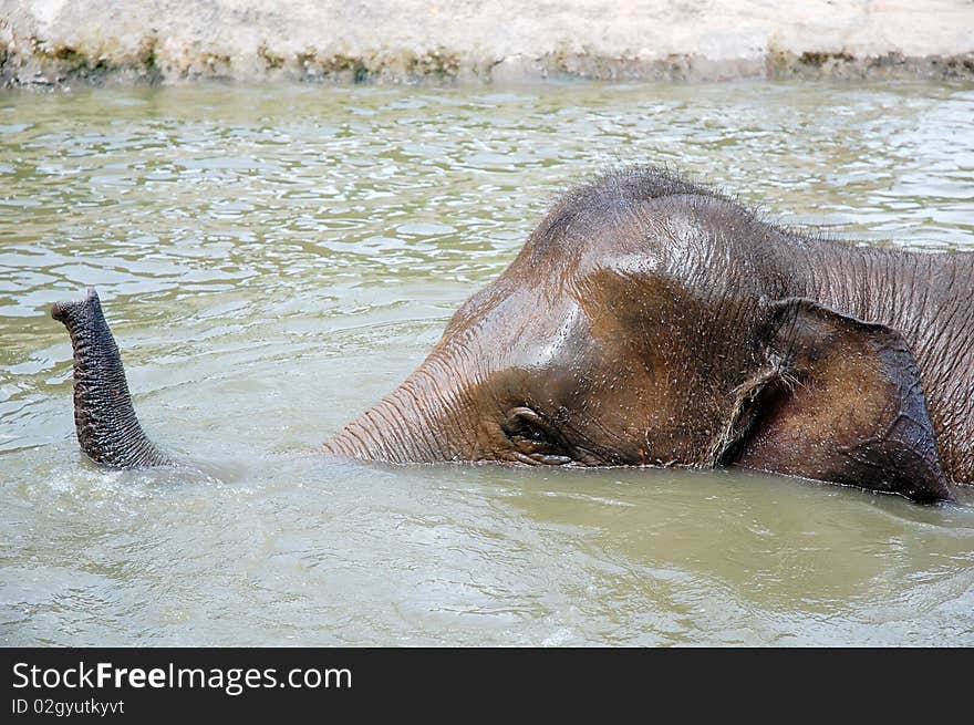 The big elephant play in the pond