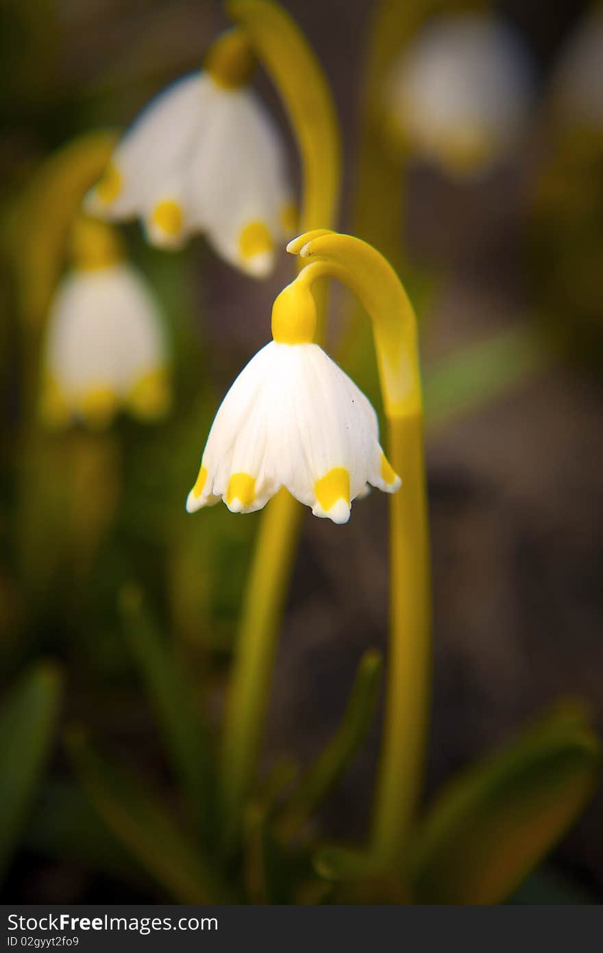 The first spring white yellow snowdrop. The first spring white yellow snowdrop