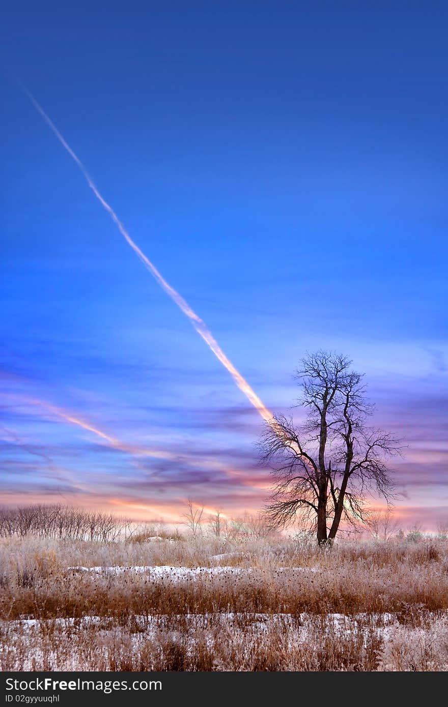 Single tree in winter time with blue sky background