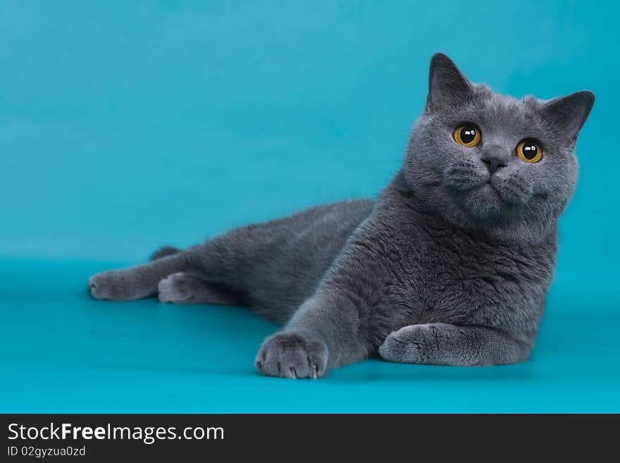 British shorthair cat animals feline. British shorthair cat animals feline