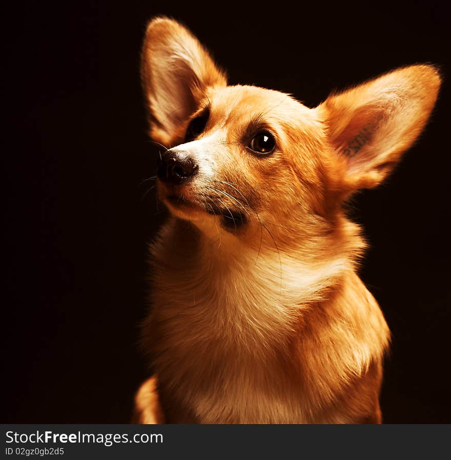 Puppy Welsh Corgi sitting in front of a black  background