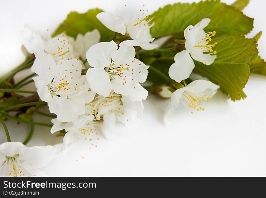 Spring Cherry Branch