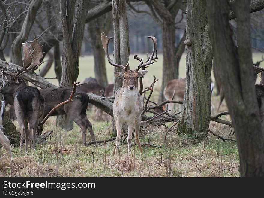 Stag reindeer in phoenix park