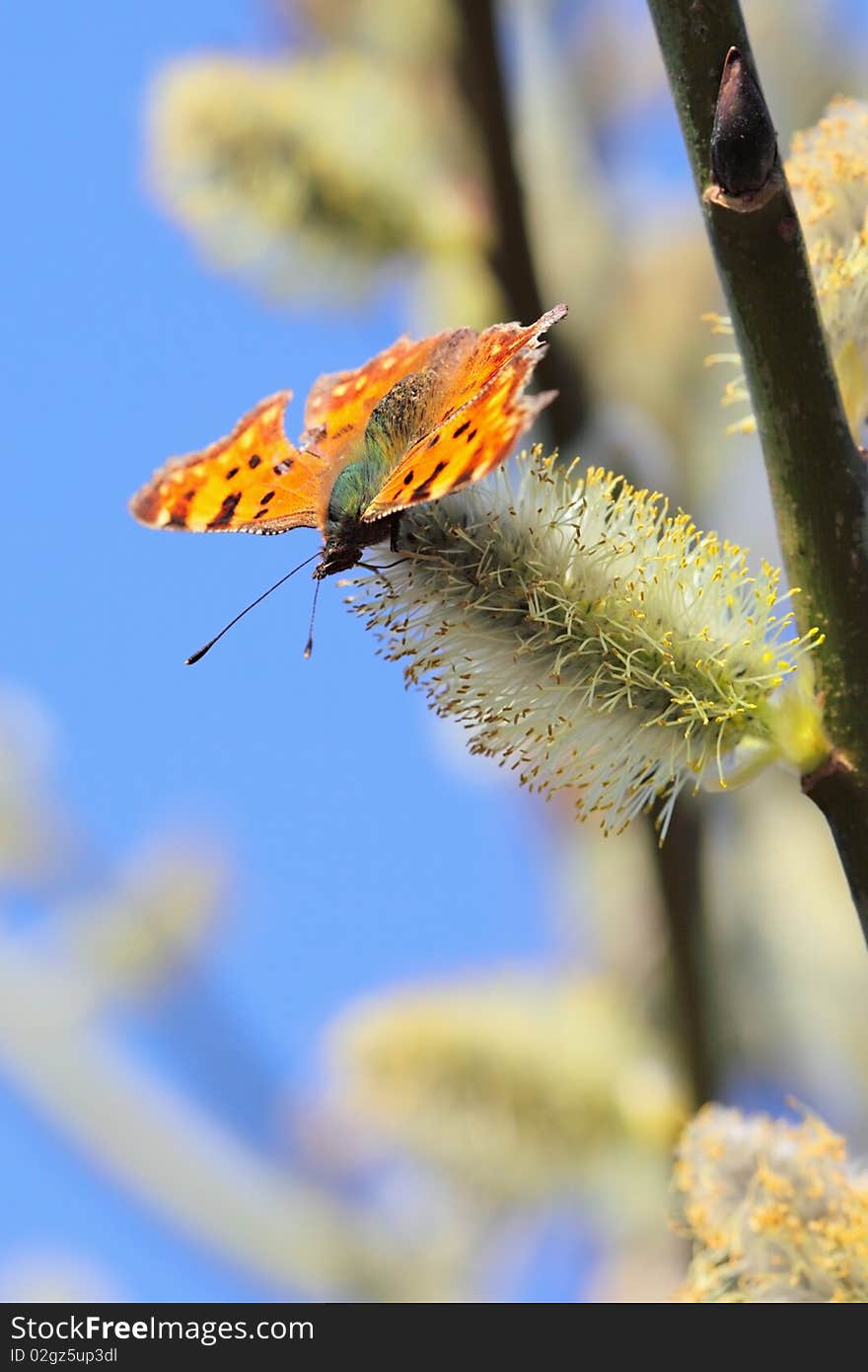 Butterfly nettle-rash in flourishing willow