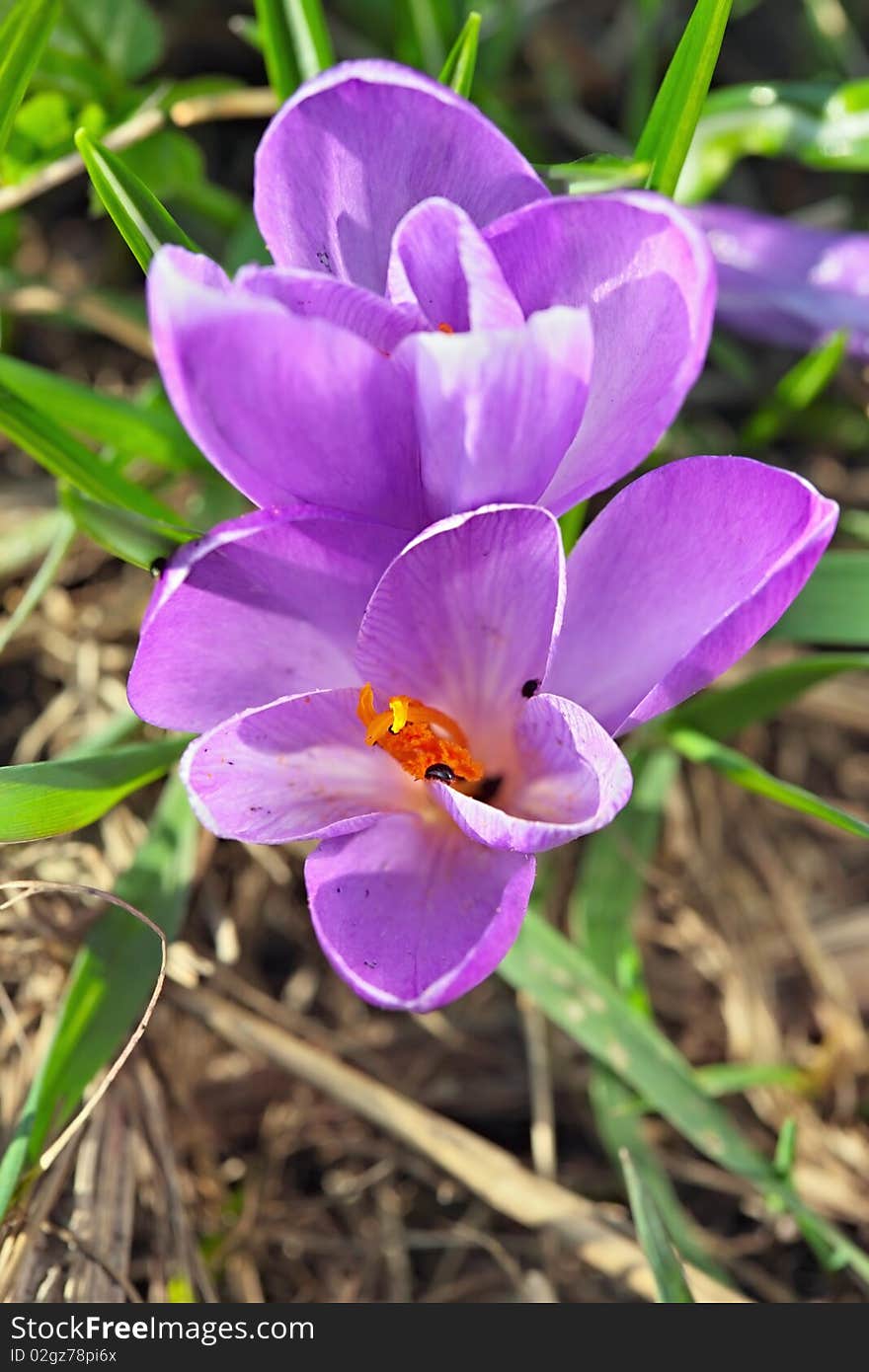 Purple crocus