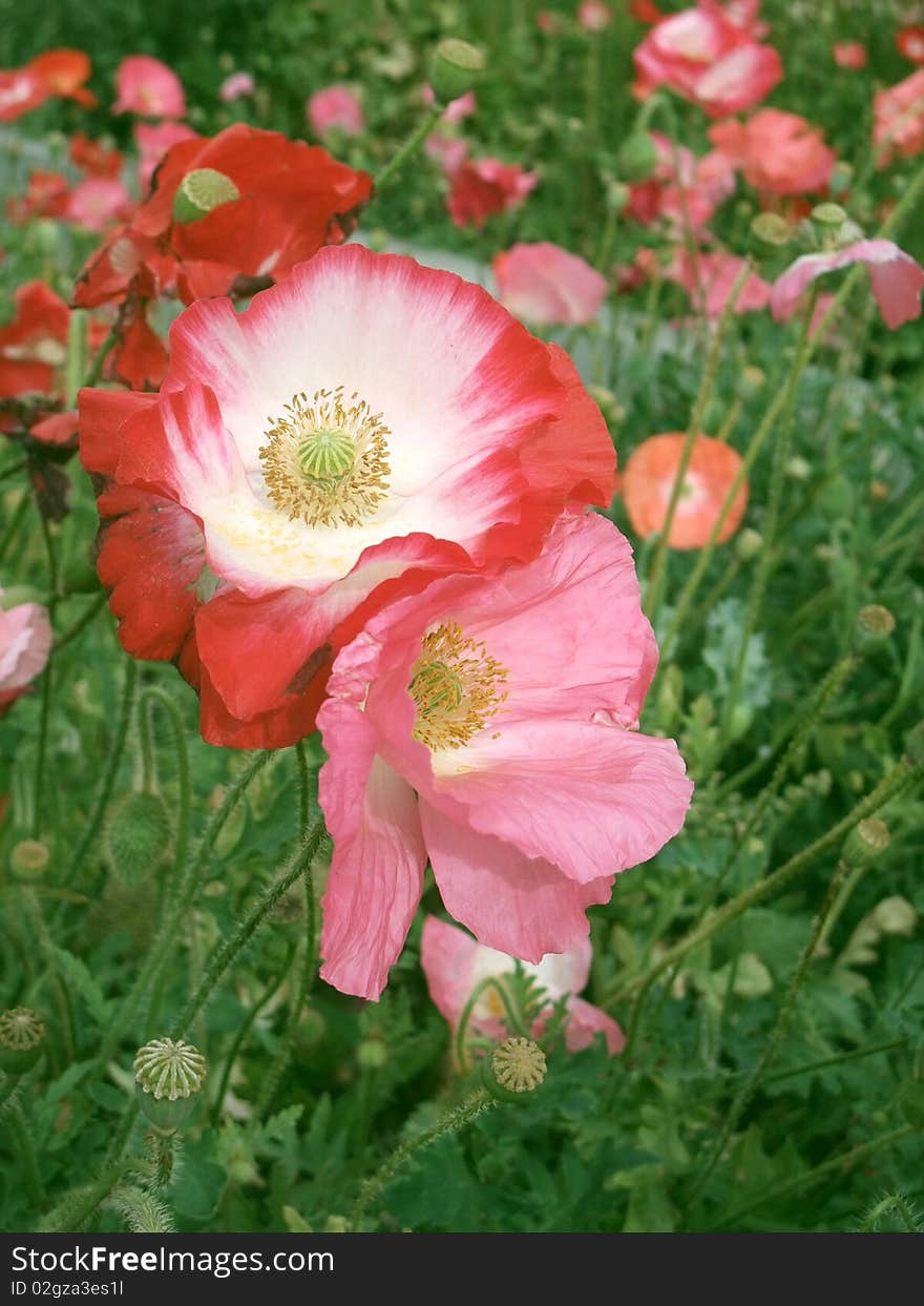 Field of red and pink full bloom flowers