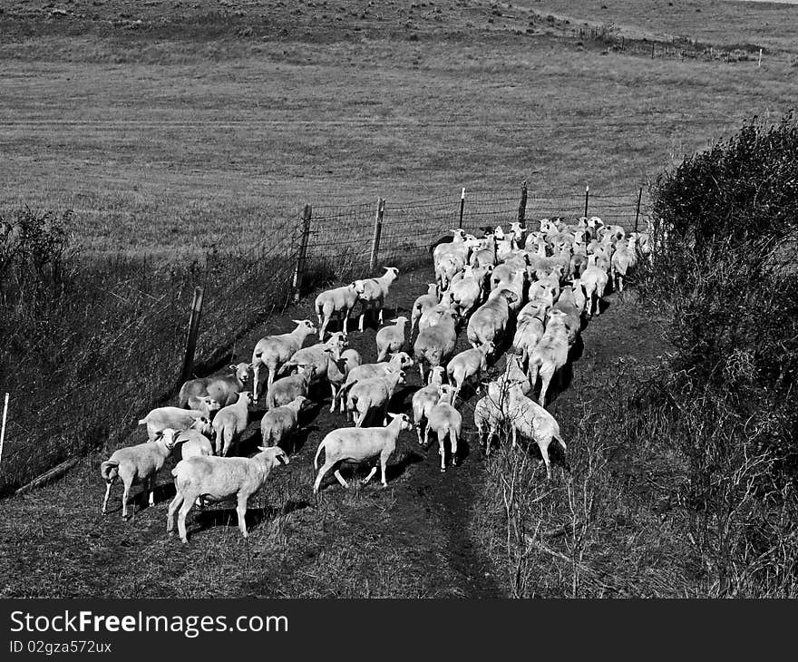 Herd of katahdin sheep in b/w