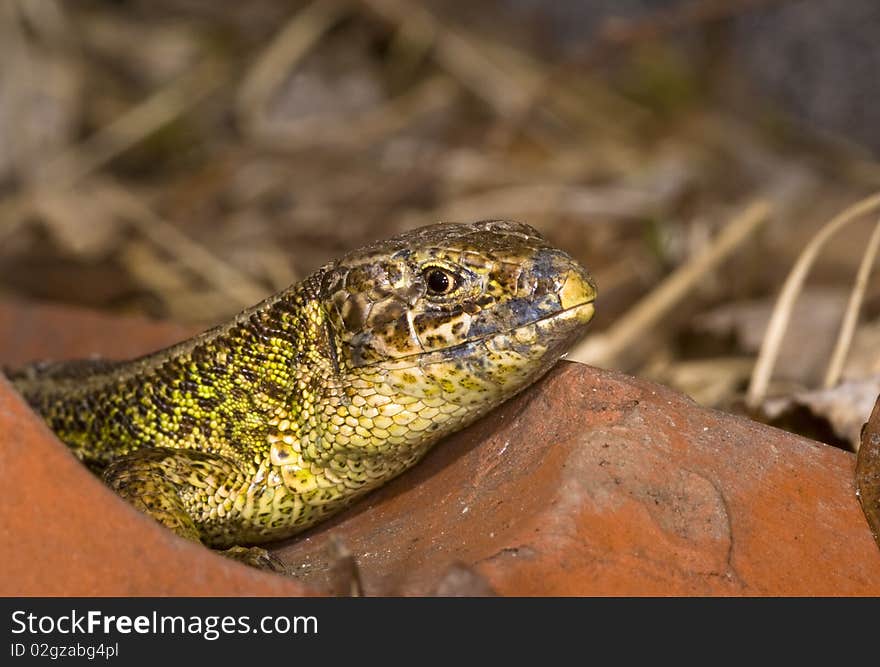 Close up of a little saurian looking behind a stone