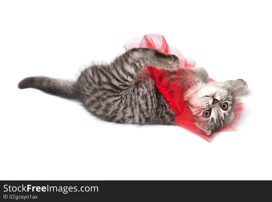 Isolated grey kitten with funny red skirt