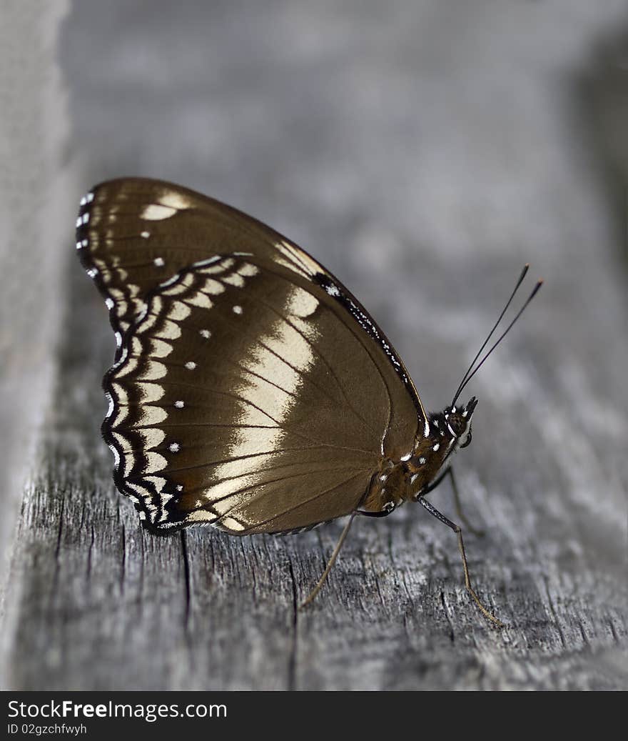 Butterfly Hypolimnas bolina Common Eggfly female