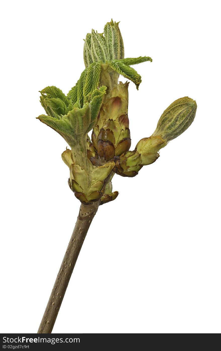 This image shows a spring outbreak of a chestnut with a white background. This image shows a spring outbreak of a chestnut with a white background