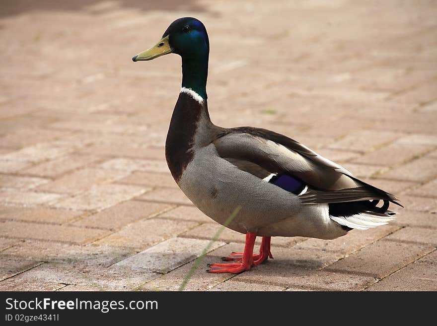 A mallard duck waiting for his mate near a pond. A mallard duck waiting for his mate near a pond.