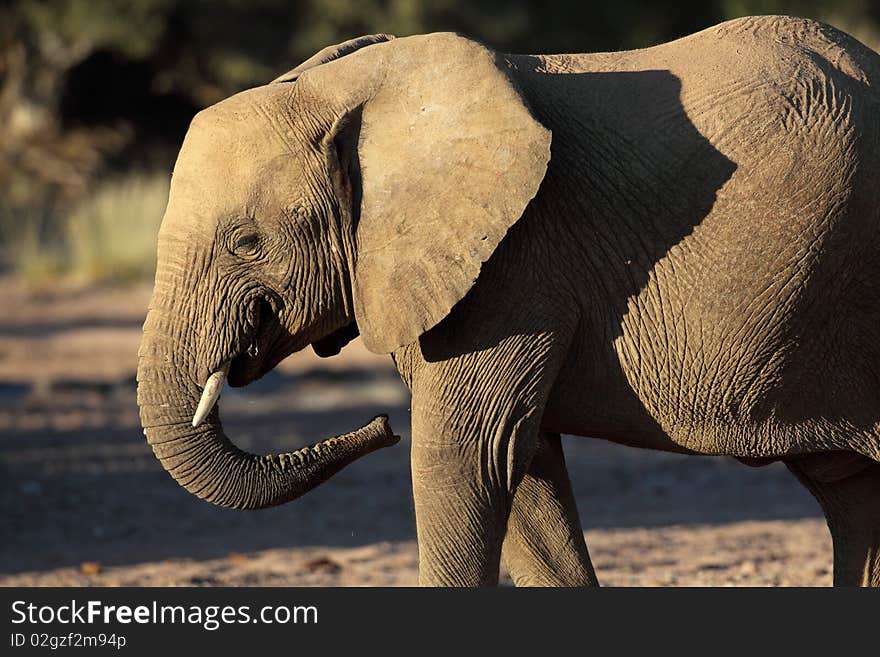 Young desert elephant of Namibia