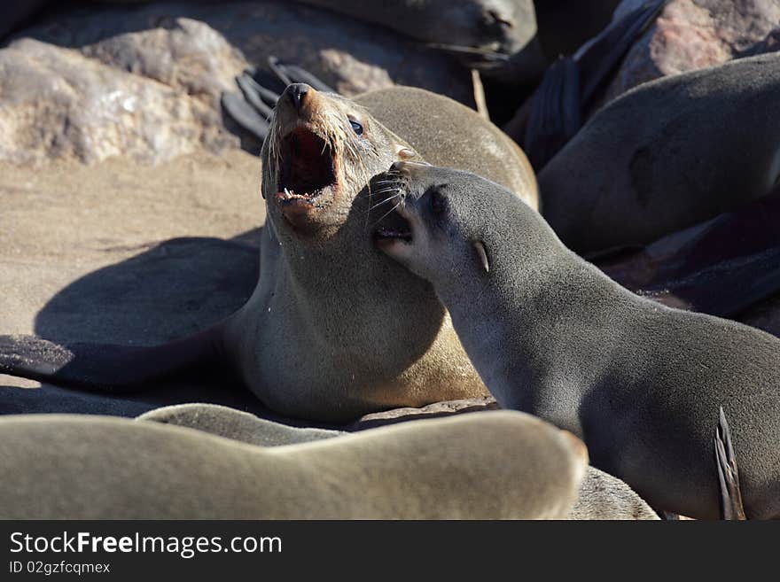 South African Fur Seals Having An Argument