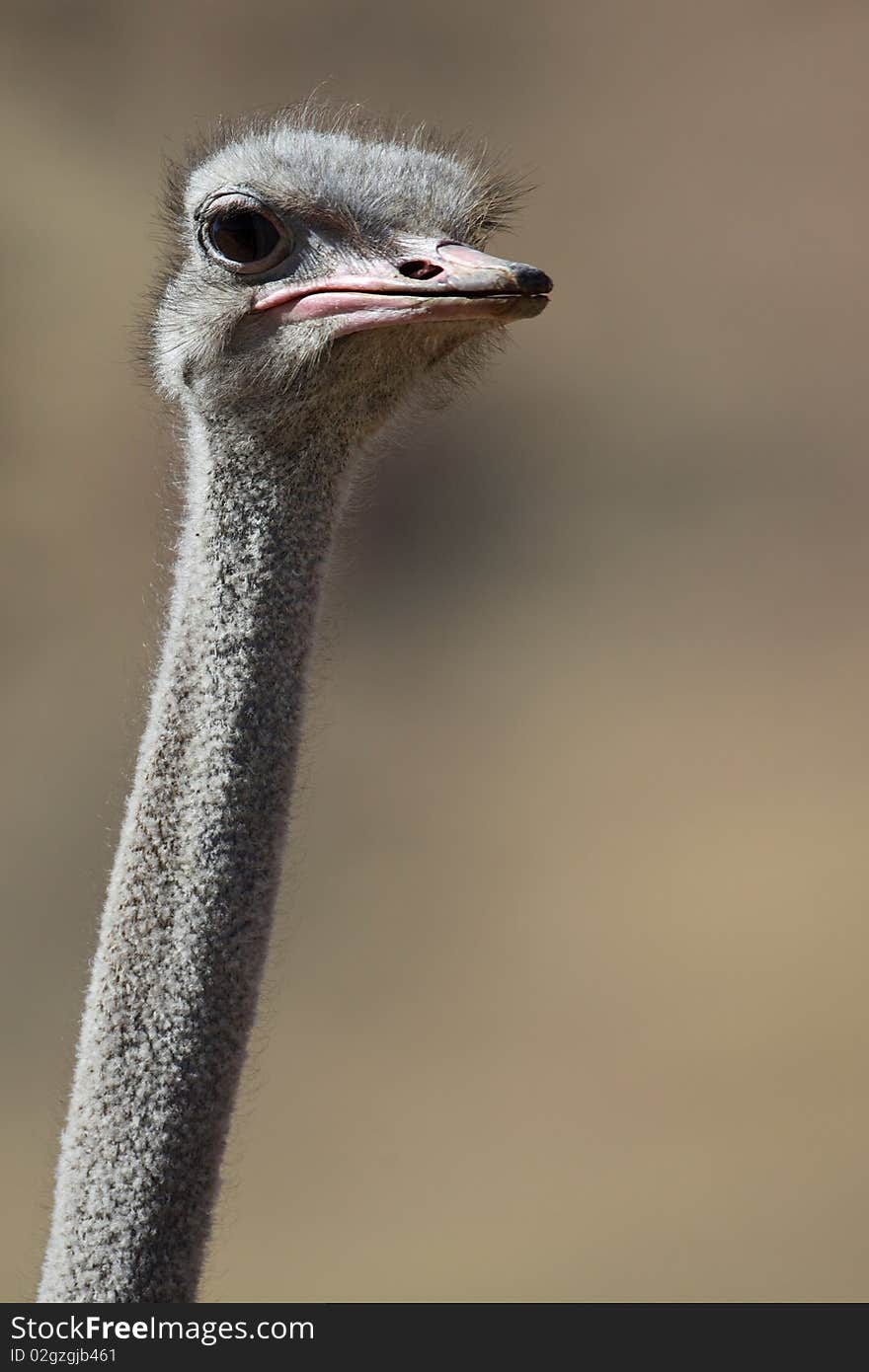 Wild Ostrich In The Desert Mountains Of Namibia