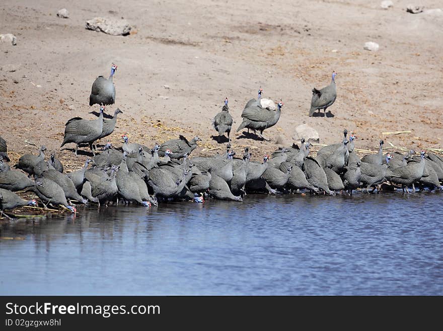 Guinea fowl flock, Etosha National Park, Namibia, Africa. Guinea fowl flock, Etosha National Park, Namibia, Africa