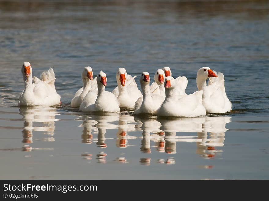 Flock of Domestic Geese