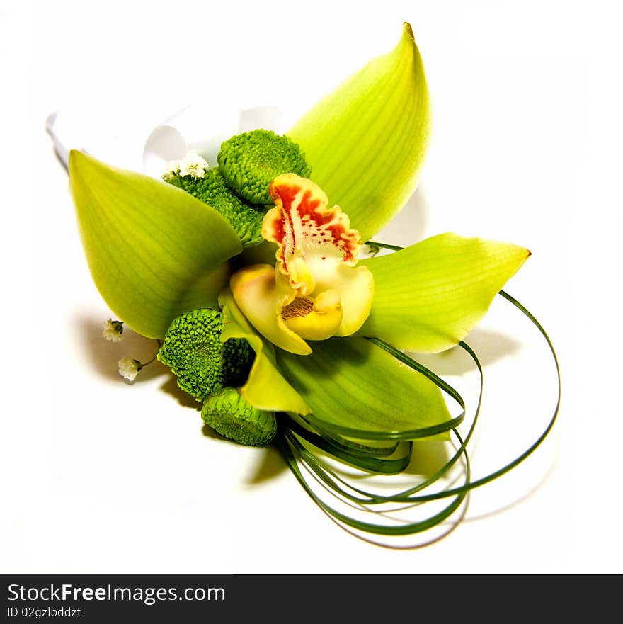 A fresh green orchids on a white background. A fresh green orchids on a white background