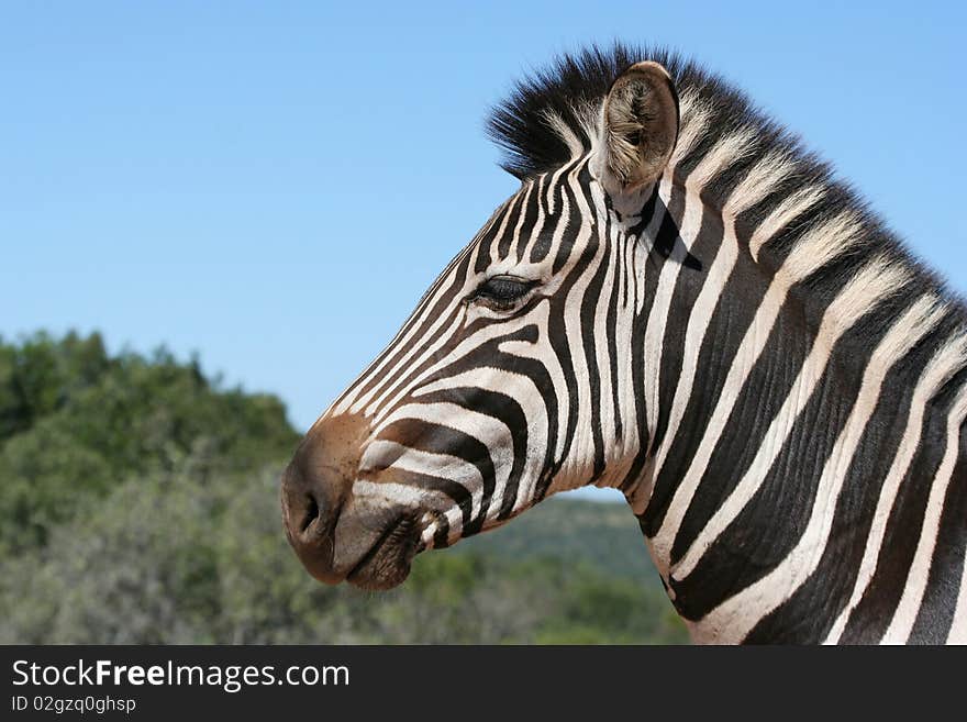 Zebra Portrait