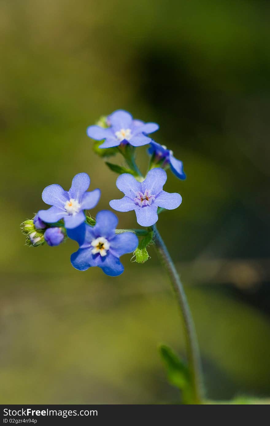 Blue Flower