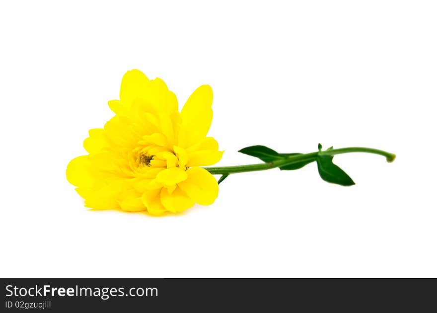 Yellow camomile on a white background