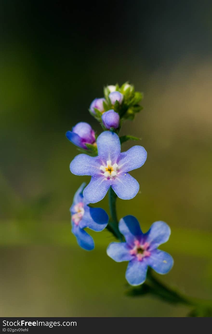 The blue little mountain flower. The blue little mountain flower