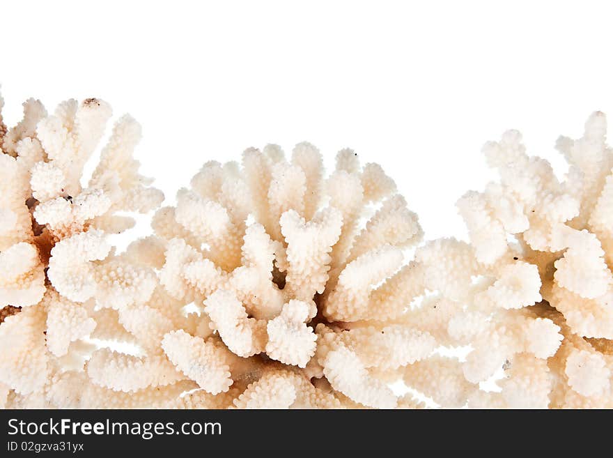 White Coral