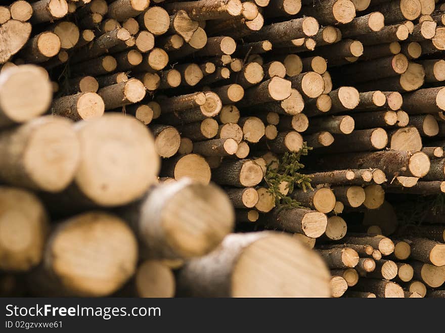 Piles of log wood waiting for transportation. Piles of log wood waiting for transportation.