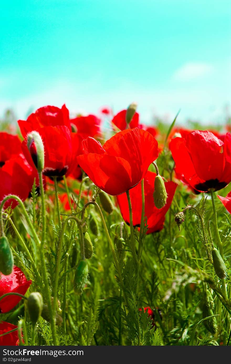 Beautiful red poppies in spring time. Beautiful red poppies in spring time