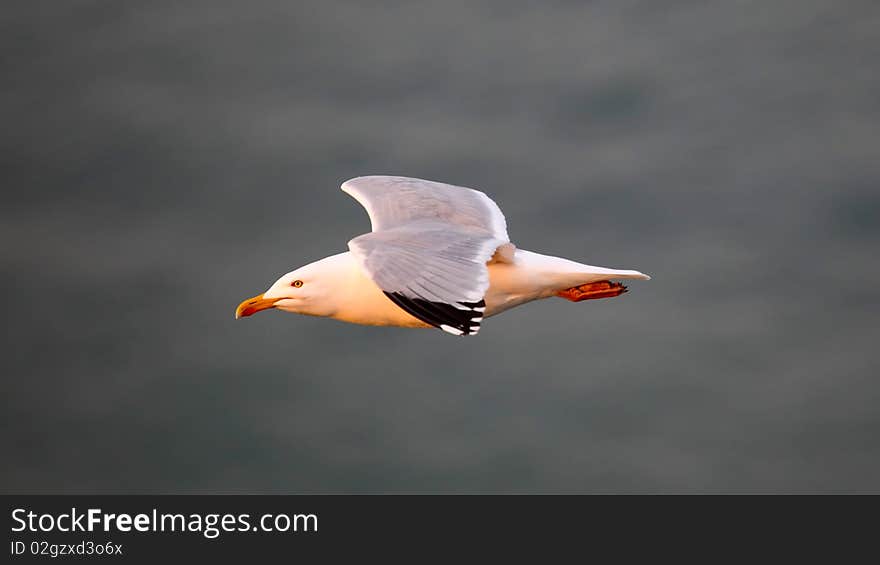 A flying sea gull with a grey blur background.