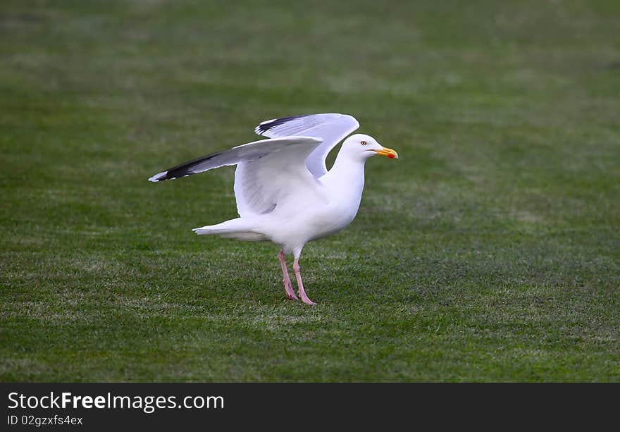 A Sea Gull Landing