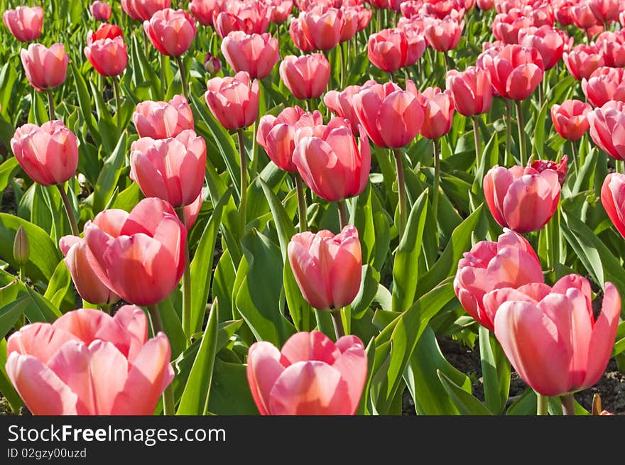 Tulips