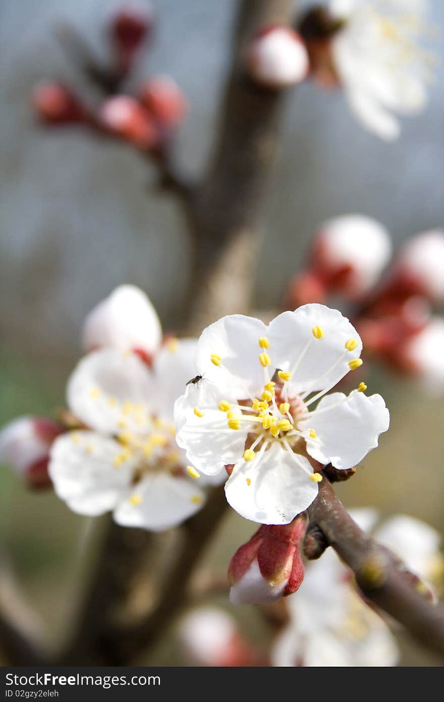 Spring apricot tree flower blossom